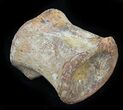 Well Preserved Hadrosaur Caudal Vertebrae - Texas #31723-2